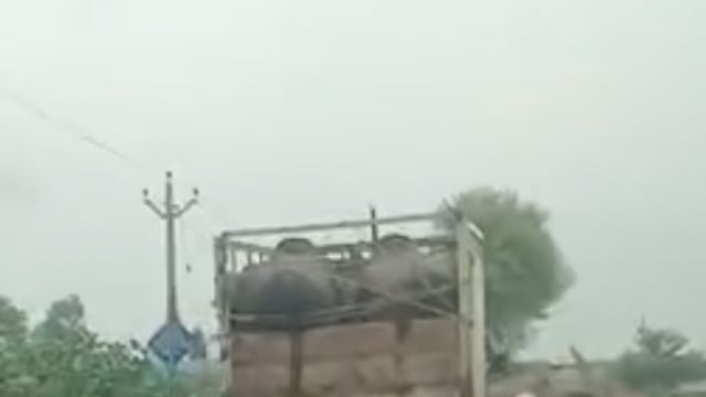 पलिया क्षेत्र से तेजी से हो रही मवेशियों की तस्करी