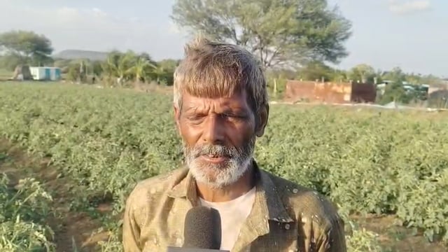 चाकूर तालुक्यातील दापक्याळ येथे टॅंकरने पाणी आणून टमाटा पिक वाचवण्यासाठी शेतकऱ्यांची धडपड