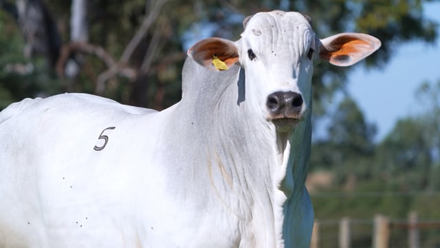 Lote 05