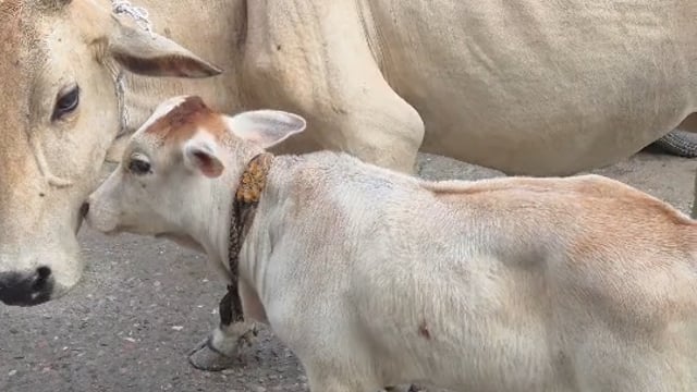 पलिया में दूध निकालने के बाद सड़कों पर छोड़ी जा रहीं पालतू गायें, आवारा पशुओं से बढ़ रहा हादसों का खतरा, लोगों में रोष