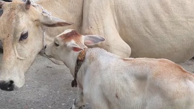 पलिया में दूध निकालने के बाद सड़कों पर छोड़ी जा रहीं पालतू गायें, आवारा पशुओं से बढ़ रहा हादसों का खतरा, लोगों में रोष