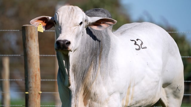 Lote 32