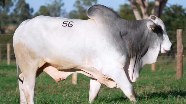 Lote 56