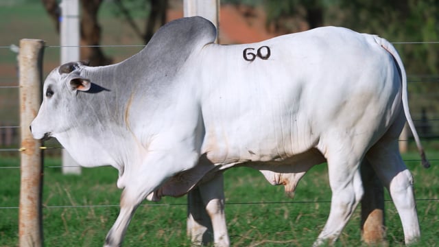 Lote 60