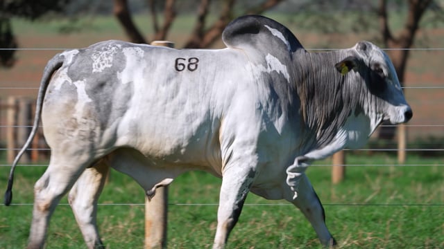 Lote 68