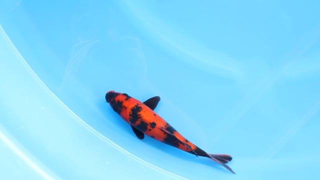 Utsuri