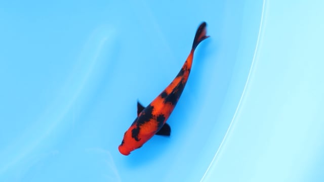 Utsuri