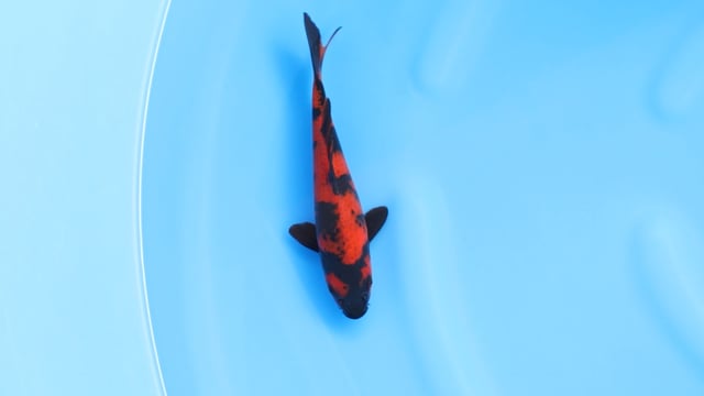Utsuri