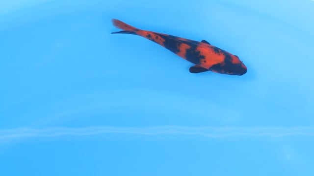 Utsuri