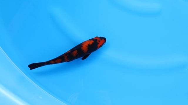 Utsuri