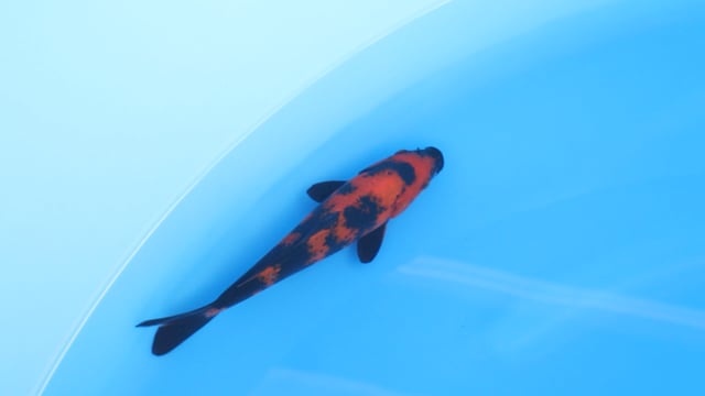 Utsuri