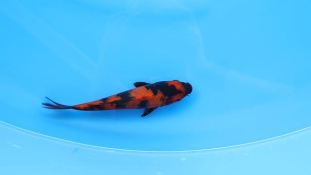 Utsuri