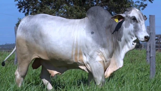 Lote 106