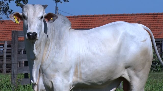 Lote 138