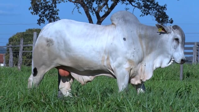 Lote 162