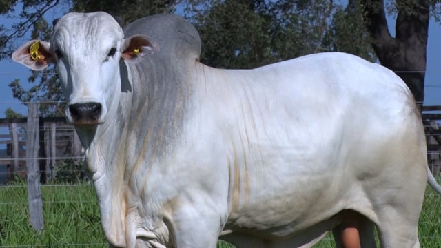 Lote 154