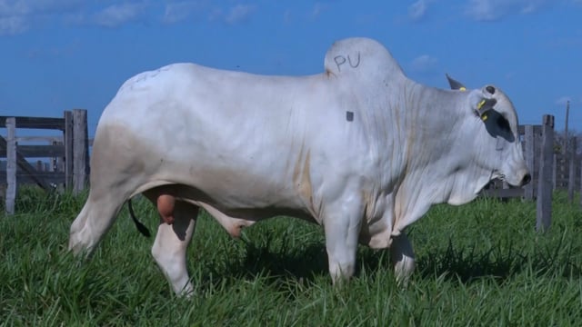 Lote 170