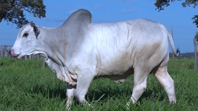 Lote 186