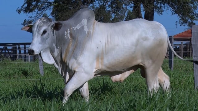 Lote 194