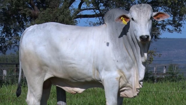 Lote 218
