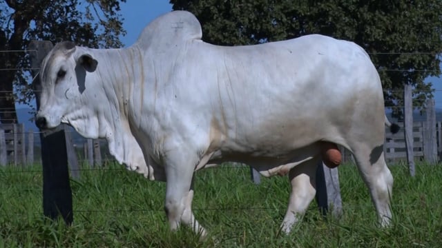 Lote 234