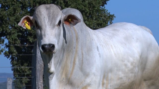 Lote 226
