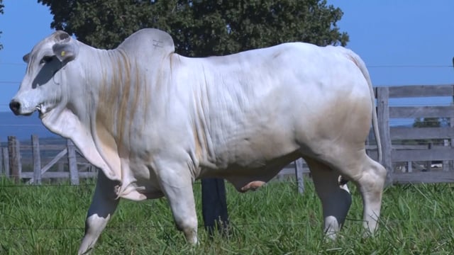 Lote 242