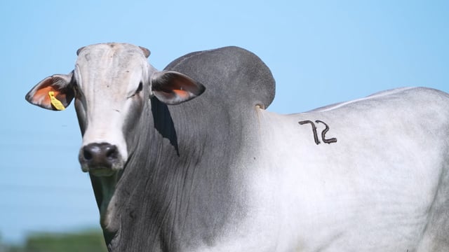 Lote 72