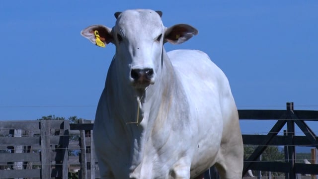 Lote 266