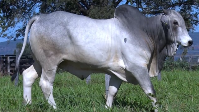 Lote 274