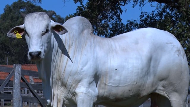 Lote 282