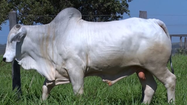 Lote 306