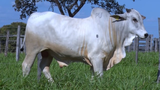 Lote 330