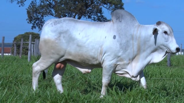 Lote 354