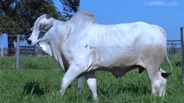 Lote 370