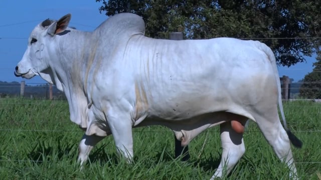 Lote 378
