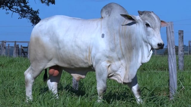 Lote 386