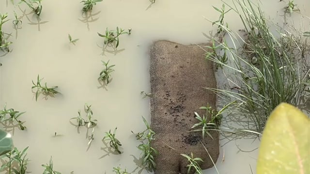 बेवाना थाना से कुछ दूरी पर बोरी में मिला जानवर का कटा हुआ सर,इलाके में फैली सनसनी।