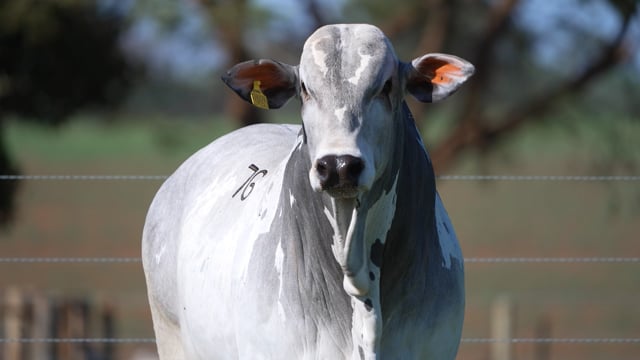 Lote 76