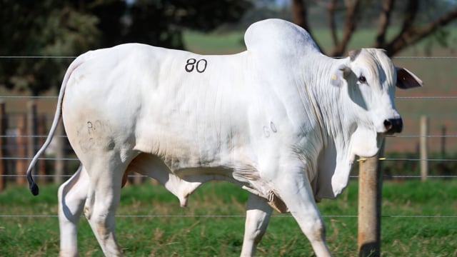 Lote 80