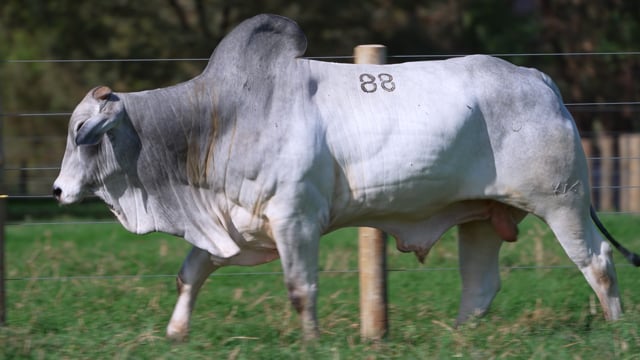 Lote 88