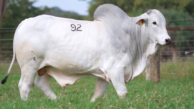 Lote 92