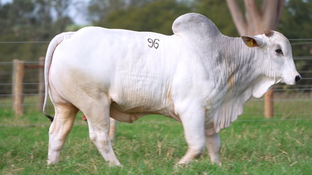 Lote 96