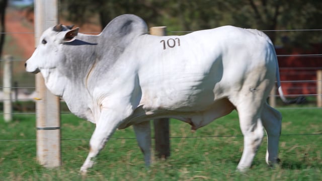Lote 101