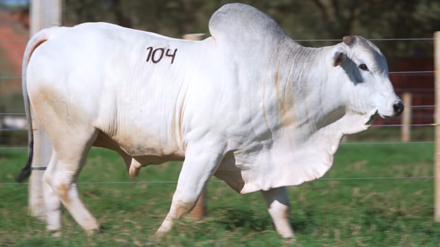 Lote 104