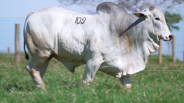 Lote 109
