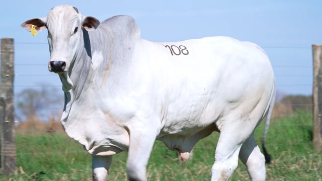 Lote 108