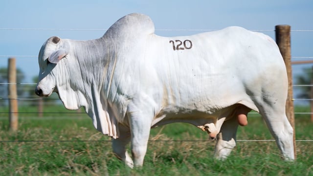 Lote 120
