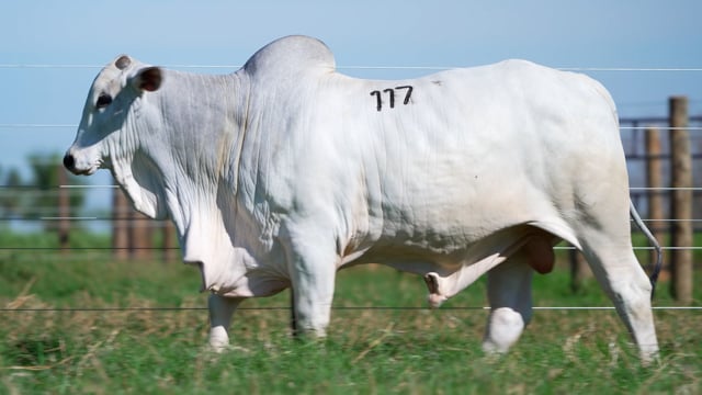 Lote 117