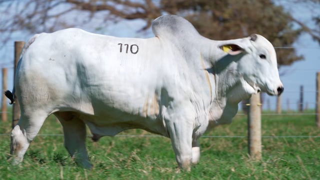Lote 110
